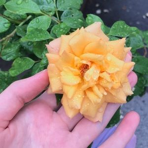 Meet your Posher, Ekaterina